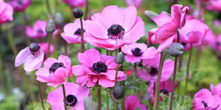 Which flowers mean love, hope, healing, and good luck? History And Meaning Of Anemones Proflowers Blog