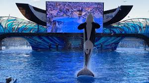 Namu, the killer whale ( 1966) namu, the killer whale. New Show Orca Encounter A Killer Whale Experience Seaworld Orlando Youtube