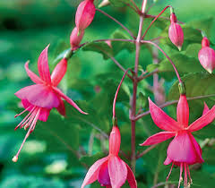 Fiori da balcone pendenti e piante rampicanti quando collochiamo le piante sulla ringhiera del balcone l'effetto più scenografico lo otteniamo con balconi con i fiori pendenti un'ottima soluzione per arredare e colorare i balconi con il giusto tocco di stile e originalità. Fucsia Per Terrazzi E Balconi In Ombra Passione In Verde