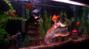 The light will provide enough illumination and create such a holy appearance into your fish tank. Asian Fish Tank Maldabeauty Com