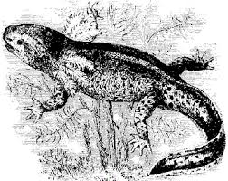 La respiracin cutnea o respiracin por la piel se presenta en animales que se. Anfibios Vertebrados Reino Animal Fauna Fauna Aragon
