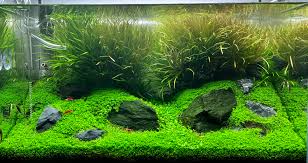 Image result for Blyxa