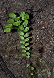 Image result for Adiantum soboliferum