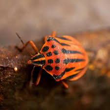 Pin By Ahmet Cagan On Bocekler Insects Bee Animals