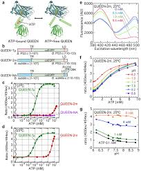 The queen's club championships is an annual tournament for male tennis players, held on grass courts at the queen's club in west kensington, london. The Developed Single Fluorescent Protein Fp Type Atp Sensor Queen Download Scientific Diagram