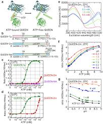 Atp queens tipsfind best bets on the atp queens market from expert tipsters. The Developed Single Fluorescent Protein Fp Type Atp Sensor Queen Download Scientific Diagram