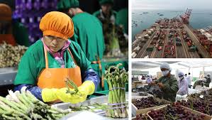 Agroexportaciones peruanas alcanzarían récord histórico de US$ 13 500 millones en 2025 | Gan@Más