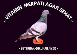 Semoga dengan adanya informasi ini dapat menambah pengetahuan anda mengenai. Vitamin Untuk Burung Merpati Agar Sehat Beternakdirumah