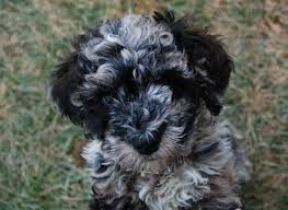 Featuring labradoodle puppies, labradoodle breeder, labradoodle stud dog, vancouver labradoodle breeder, australian labradoodle b Australian Labradoodle Dog Breeder