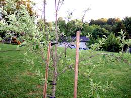 Maybe you would like to learn more about one of these? Gardendesk Fruit Trees