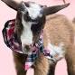 Goat Yoga McKinney @ Tupps!