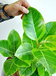 ゴムの木の育て方 植物ノート
