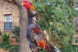  Titik Fatal Ayam Aduan Dalam Pertandingan Sabung Ayam Ayam Piaraan Ayam Jantan