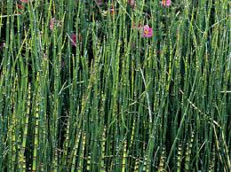 Maybe you would like to learn more about one of these? Jardin Top Des Plantes Aquatiques Pour Le Bassin