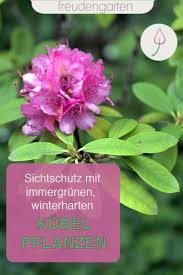Sichtschutz Im Garten Und Der Terrasse In 2020 Kubelpflanzen Kubelpflanzen Winterhart Immergrune Pflanzen