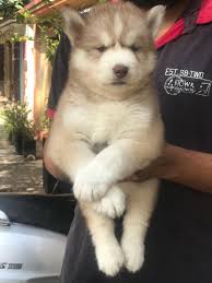 Notice to all the people who watched the togo movie: Siberian Husky Puppies For Sale In Bangalore Yourdogbreedsinfo