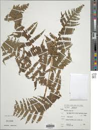 Image result for Blotiella