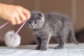 Oleh karena itu, untuk membuat kucing gemuk perlu memilih beberapa makanan yang tepat. Bukan Diberi Nasi Simak Tips Agar Kucing Peliharaan Cepat Gemuk Yuk Semua Halaman Bobo