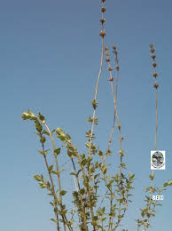 Image result for Micromeria