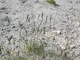 Image result for Enneapogon desvauxii