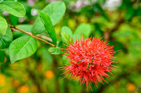 Image result for Combretum constrictum