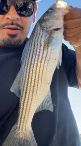 Strippers or stripers? Who cares! Action today at O’Neil Forebay!! 5 dinks  and 1 19” keeper, kinda tough day but it was still lit 🔥 fish