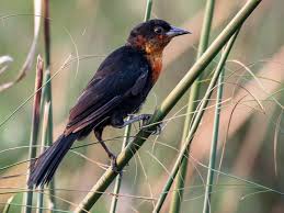 So next time you see a group. Scarlet Headed Blackbird Ebird