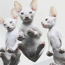 Is There Even Such A Thing As Too Many Wrinkles Cute Cats Funny Cat Pictures Cats And Kittens