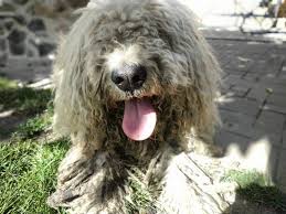 Maybe you would like to learn more about one of these? Meet The Komondor Fun Facts About Your Unique And Faithful Guardian K9 Web