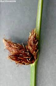 Image result for Schoenoplectus sp.no.3