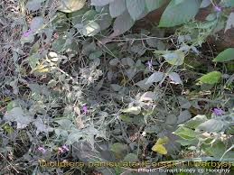 Image result for Dicliptera paniculata