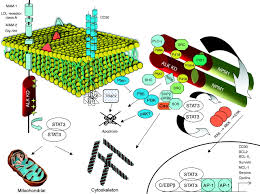 Image result for Ruspolia sp. no. 1 (Biegel 5407)