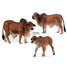 With improved growth and performance, brahman cattle increase profitability and enhance herd performance. New Collecta 88599 88600 88601 Red Brahman Cattle Bull Cow Calf Set Group Of 3 Ebay