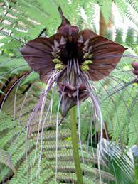 Blackcat Flower Tacca Chantrieri Bat Plant Unusual Plants Bat Flower