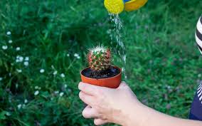 Cactus water is made from the cactus fruit, or rather prickly pear concentrate, and water. How Often Should You Water A Cactus Plant Gardening Chores