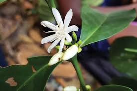 Image result for Coffea schliebenii