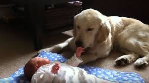 Colostrum contains the essential maternal antibodies that the puppies will depend on while their immune systems mature. 8 Month Old Golden Retriever Puppy Babysits Newborn Baby Sister