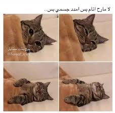 بس امدد جسمي بس Cat Memes Funny Animals Cats
