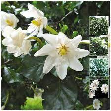Gardenias are one of the most popular fragrant flowering shrubs and are well suited to growing in the garden border or in pots and containers. Gardenia Thunbergia White Gardenia Seeds Extremely Fragrant Flowering The Climbing Fig