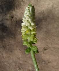 Image result for Strombosiopsis