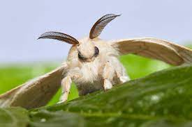 Pin En Macro Animales