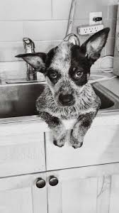 Black And White Cattle Dog Long Hair Our Little Girl Willow Was Not Very Happy With Her Bath Blue Heeler Dogs Austrailian Cattle Dog Blue Heeler Puppies