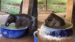 Baby elephant bathing double troublemade by claus jørgensen in thailand ayutthaya elephant palace & royal kraalwww.elephantstay.com Cute Viral Video Baby Elephant Bathing In Water Tub Goes Viral Zee5 News