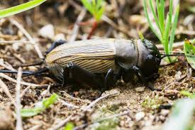 The chirping sound is created by running. Why Do Crickets Chirp Ecoparent Magazine