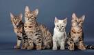 Pictures and Facts About Bengal Cats and Kittens