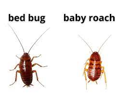 Bed Bug Vs Roach Figure Out The Difference Between Them
