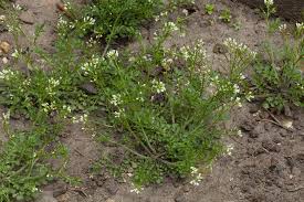 Image result for Cardamine