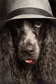 Photo De Moi Le Chien Superbe Cocker Noir Chapeau Borsalino Photo De Moi Le Chien Cocker Noir Chapeau Bosalino Photo Chien Cocker Image Chien