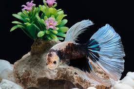 A male betta needs a heater, a filter, a light and living plants to be healthy. Do Betta Fish Need A Heater Your Questions Answered