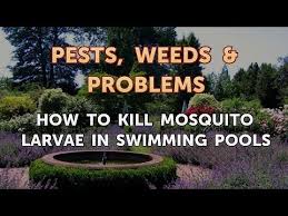 Triple shock your pool by adding 3 pounds of chlorine for every 10,000 gallons of water. How To Kill Mosquito Larvae In Swimming Pools Youtube